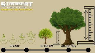 How Long Does It Take For A Tree To Get Established