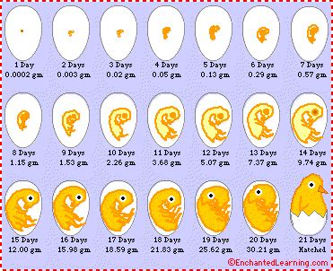 how long does it take for an egg to develop