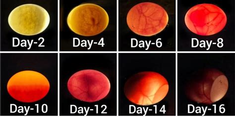 how long does it take for an egg to hatch