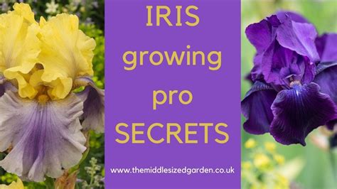 How Long Does It Take For An Iris To Bloom