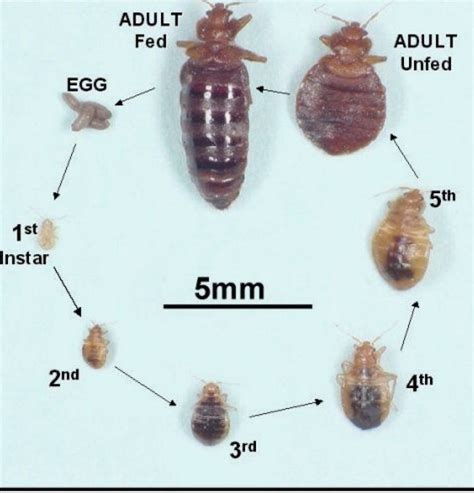 How Long Does It Take For Bedbug Eggs To Hatch