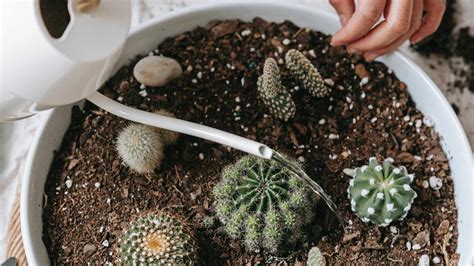 How Long Does It Take For Cactus To Bloom