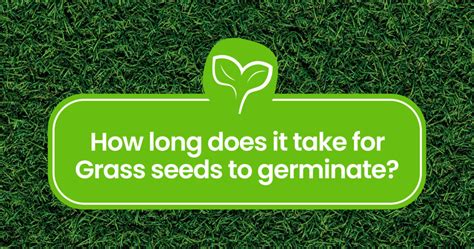 how long does it take for grass seed to germinate in the fall