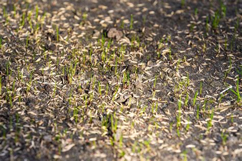 how long does it take for grass seed to grow in spring