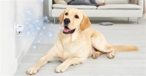 How Long Does It Take For The Adaptil Diffuser To Work