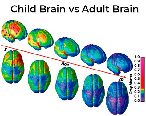 how long does it take for the human brain to fully develop
