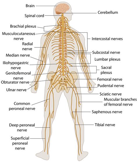 how long does it take for the nervous system to develop