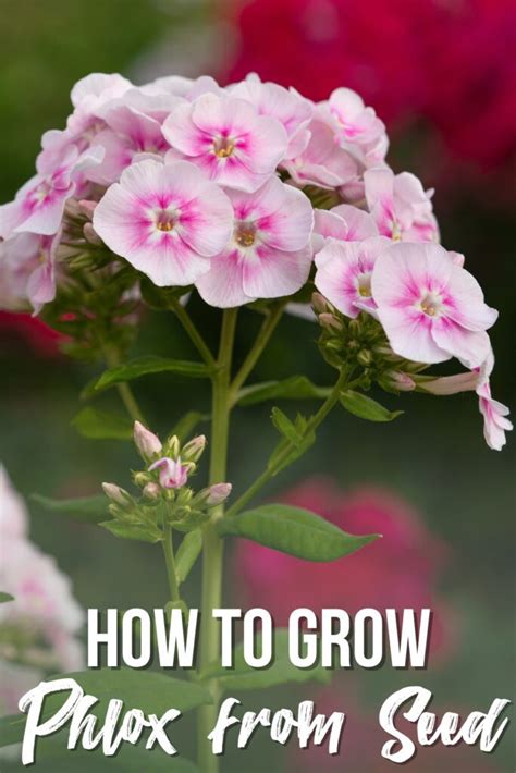 How Long Does It Take To Grow Phlox From Seed