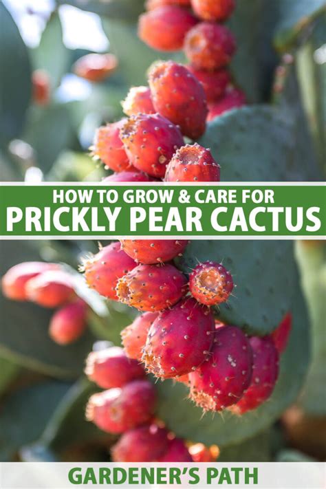 how long does it take to grow prickly pear from seed