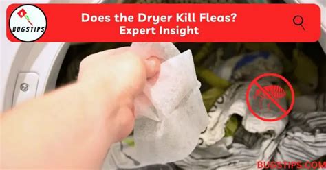 How Long Does It Take To Kill Fleas In The Dryer