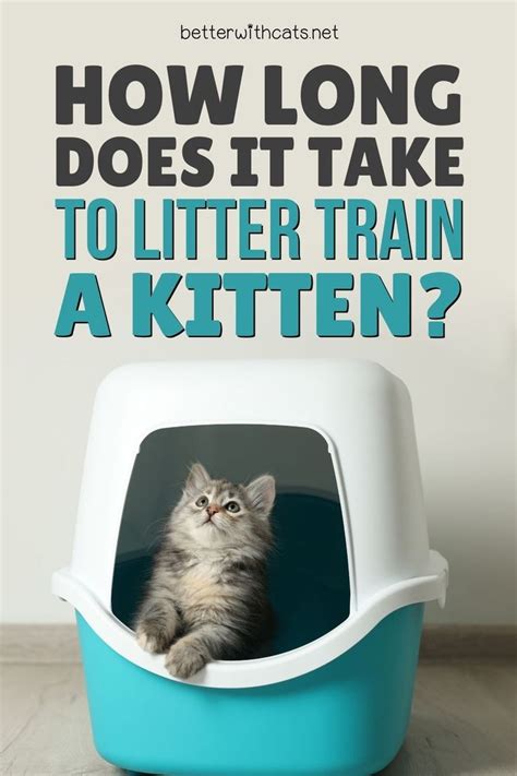 How Long Does It Take To Train A Kitten To Use A Litter Box