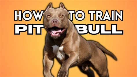 how long does it take to train a pitbull