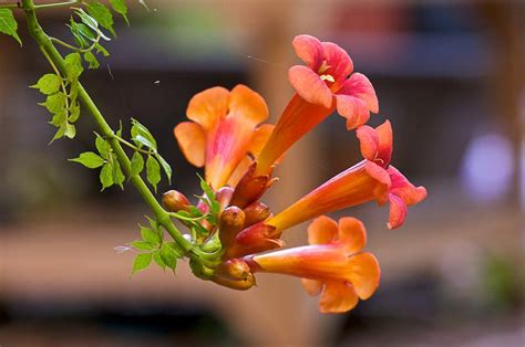 how long does it take trumpet vine to flower