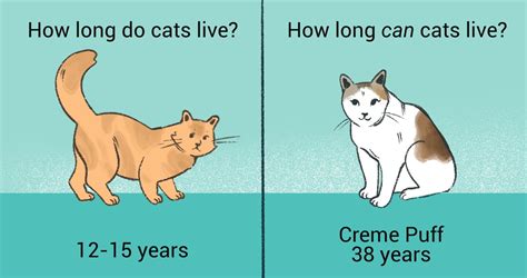 How Long Does Live A Cat