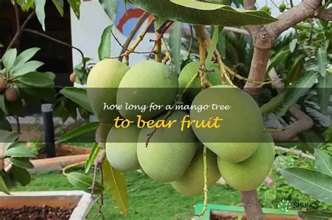 how long does mango tree bear fruit