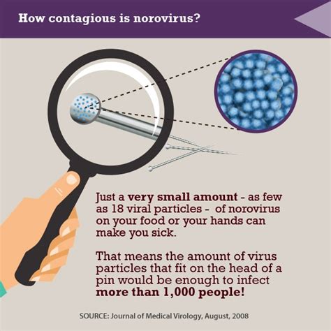 how long does norovirus incubate