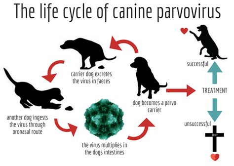 how long does parvovirus last