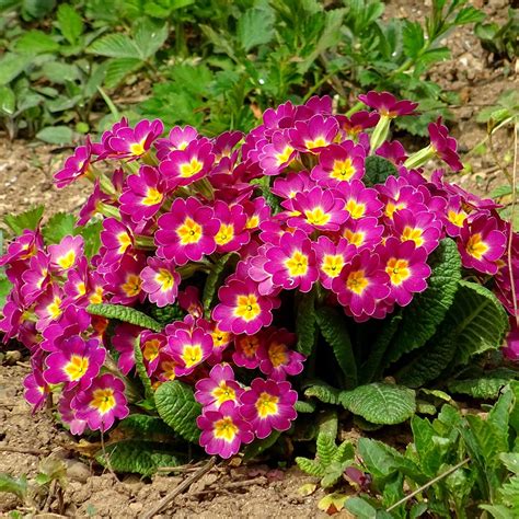 How Long Does Primrose Bloom