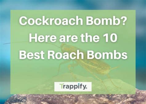How Long Does Roach Bombs Last