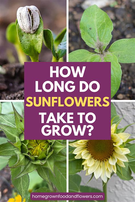 How Long Does Sunflower Bloom Last