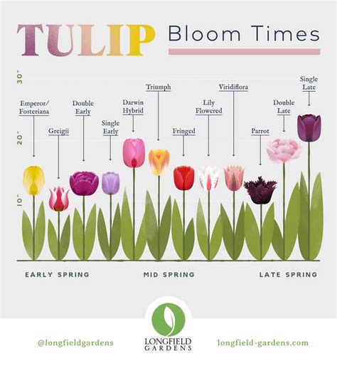 How long do tulips bloom in the garden and as cut flowers? DutchGrown™
