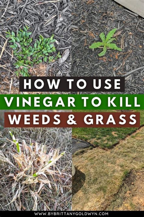 How Long Does Vinegar Kill Grass