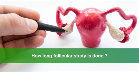 how long follicular study is done