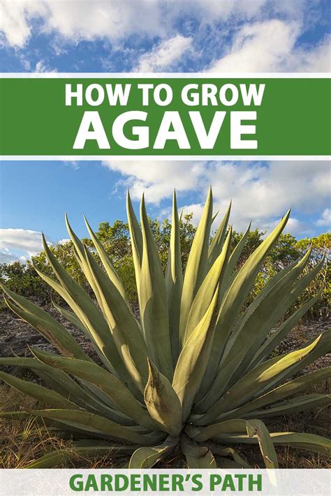 how long for agave to mature