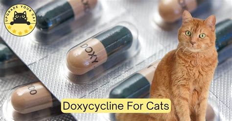 how long for doxycycline to work for cats