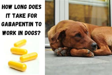 how long for gabapentin to work in dogs