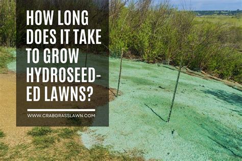 How Long Does it Take for Hydroseed to Grow?