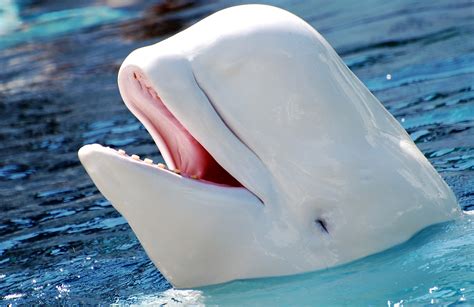 how long has beluga whales been endangered