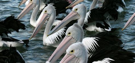 how long have pelicans existed