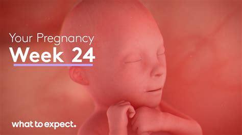 how long is 24 weeks