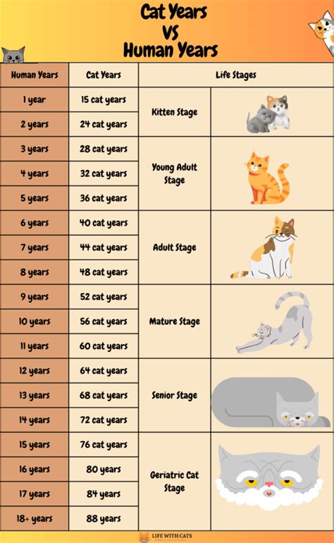 how long is 3 days in cat years
