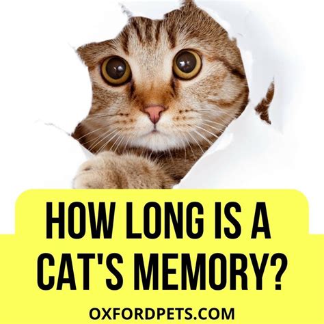 How Long Is A Cat's Memory