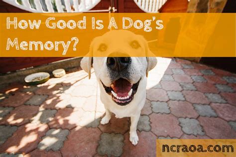 how long is a dog's memory