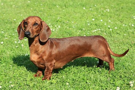  79 Gorgeous How Long Is A Full Grown Dachshund For New Style