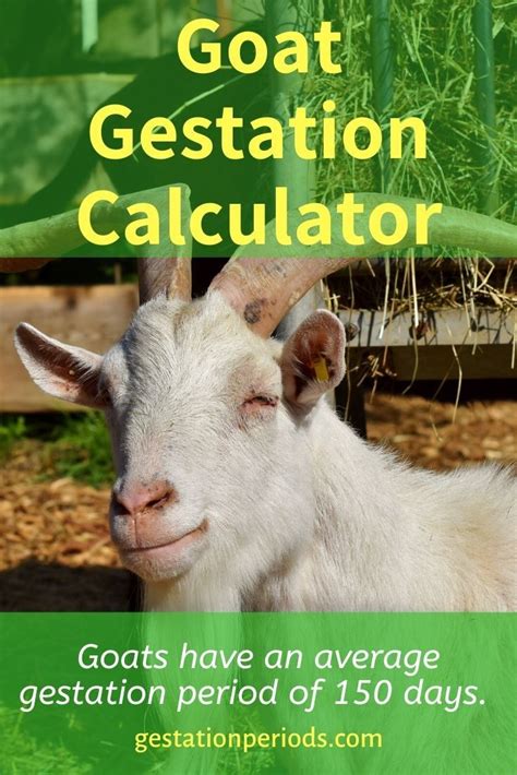 how long is a goats gestation period