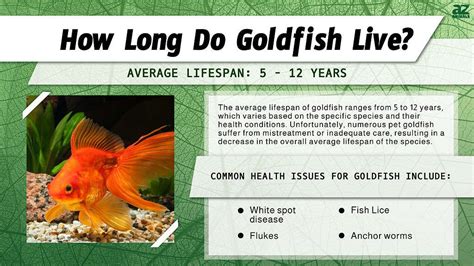 how long is a goldfish lifespan