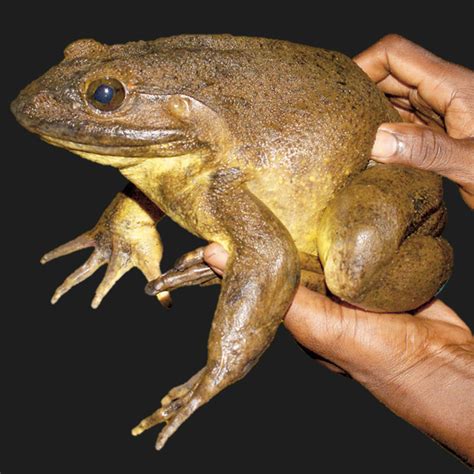 how long is a goliath frog