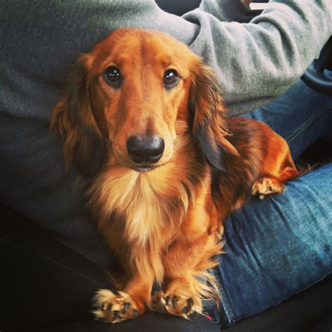 This How Long Is A Long Haired Dachshund For Short Hair