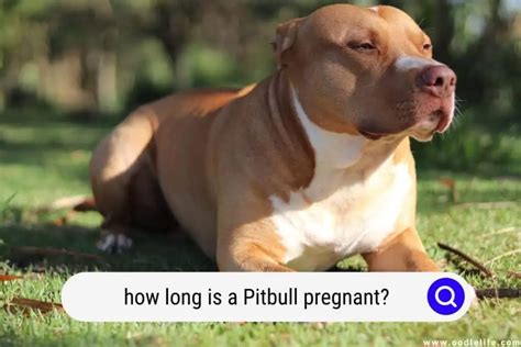 how long is a pitbull's gestation period