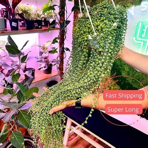 How Long Is A String Of Pearls