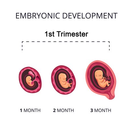 Understanding the First Trimester: How Long is First Trimester and What to Expect