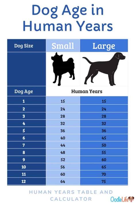 how long is one year to dogs