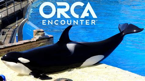 how long is orca show at seaworld san diego