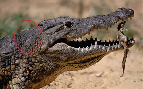 how long is the crocodile