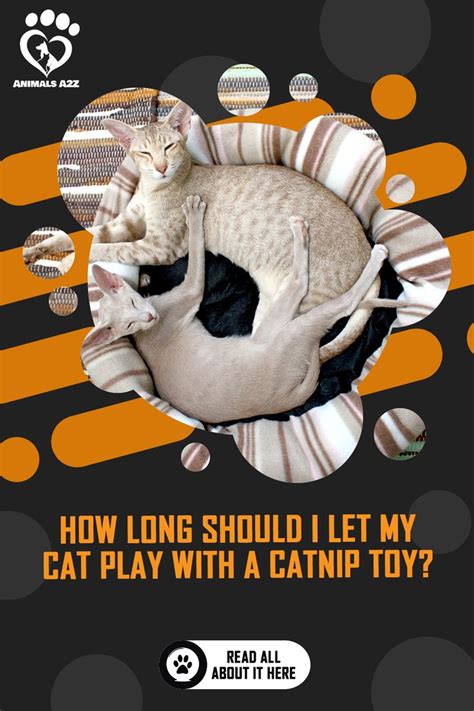 how long should i let my cat play with catnip