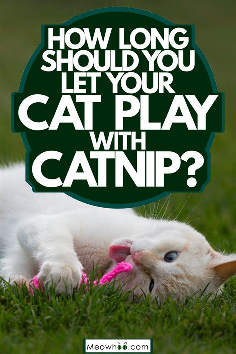 how long should you let your cat have catnip